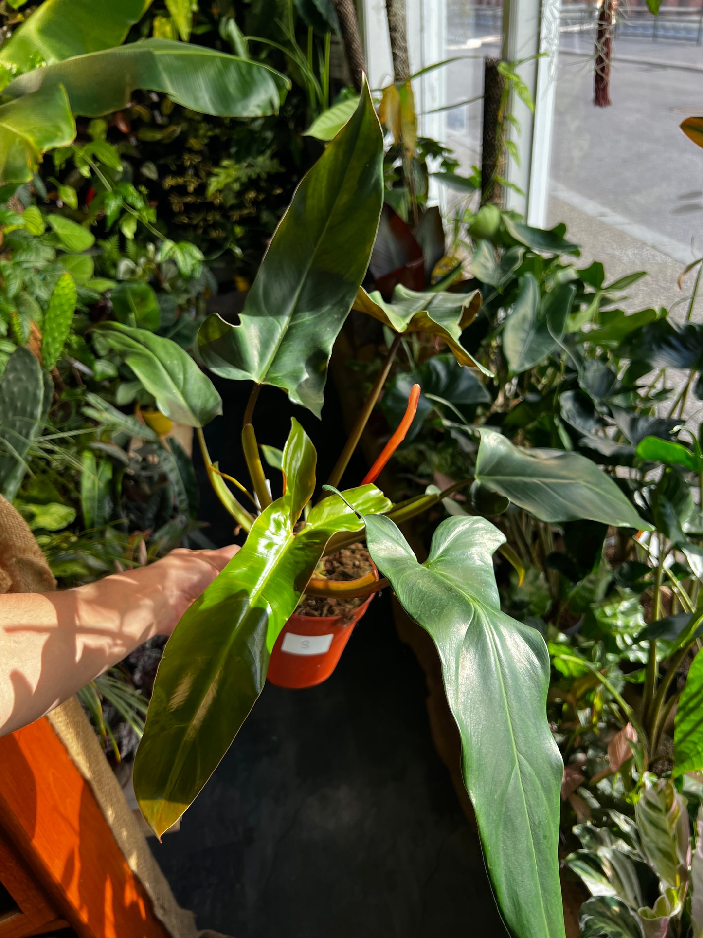 Philodendron Mexicanum