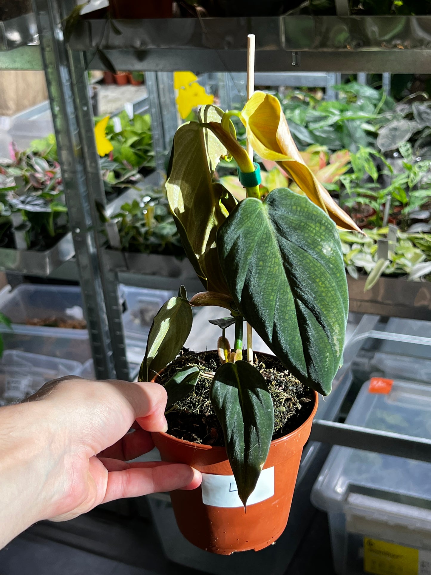 Philodendron Gigas