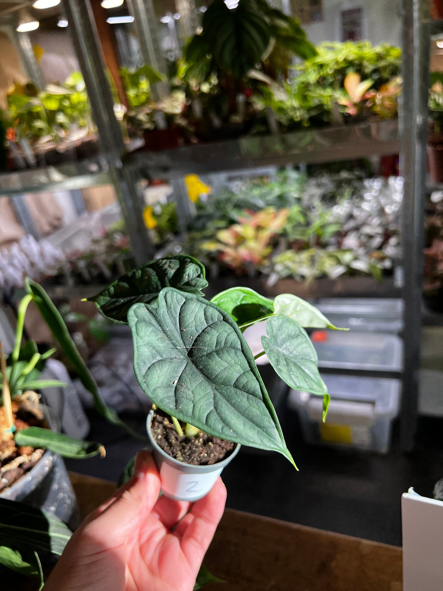 Alocasia Baginda 'Drachenschuppe' 