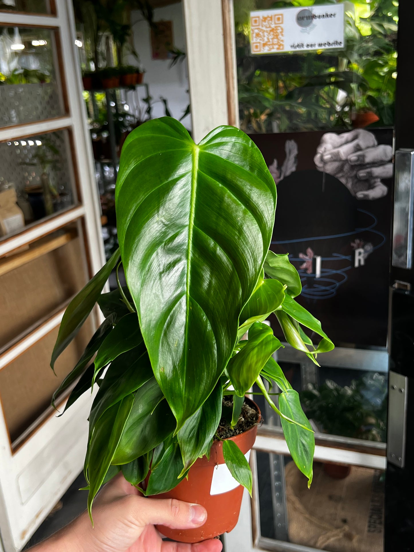 Philodendron Esmeraldense