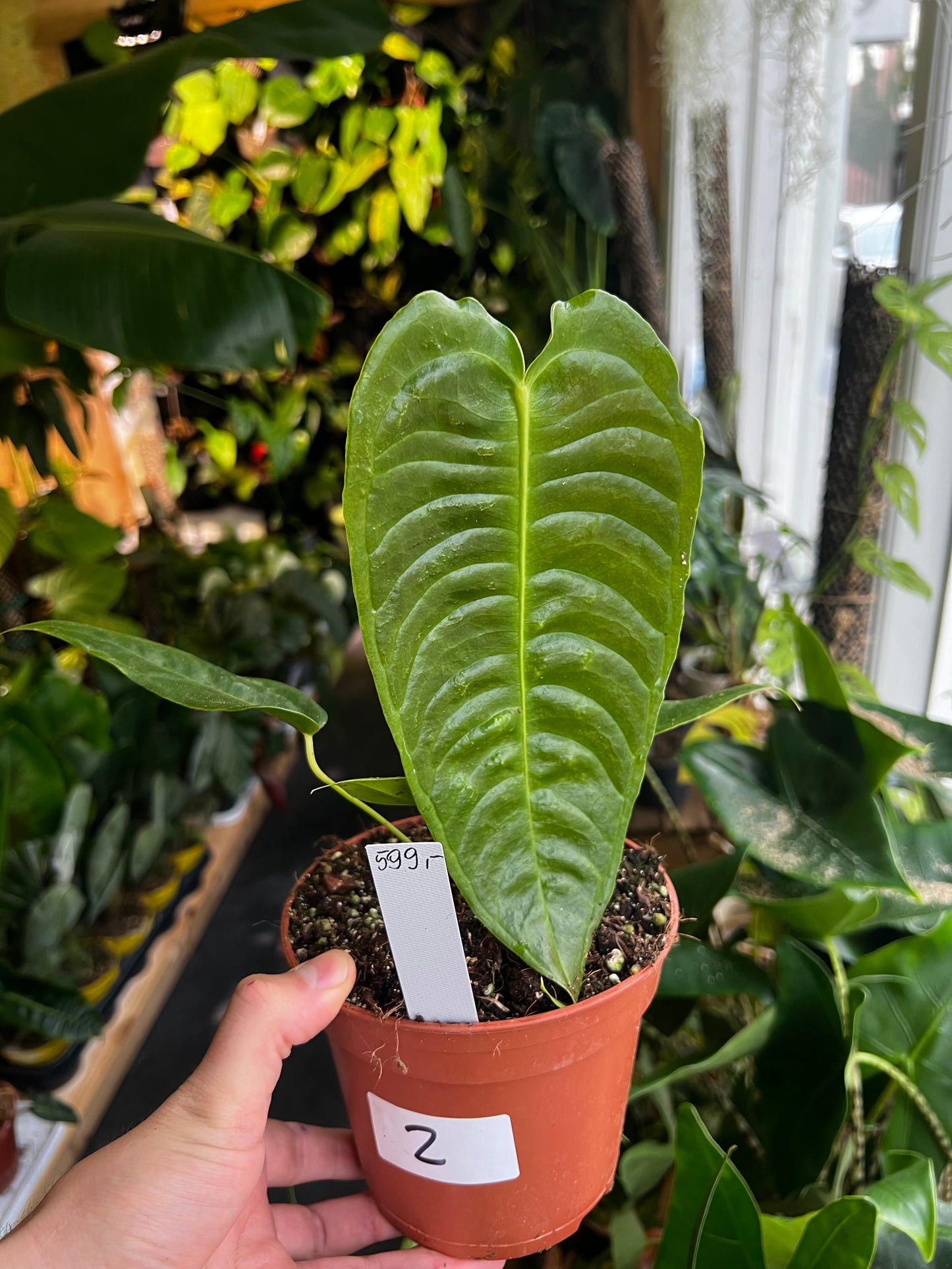 Anthurium Veitchii