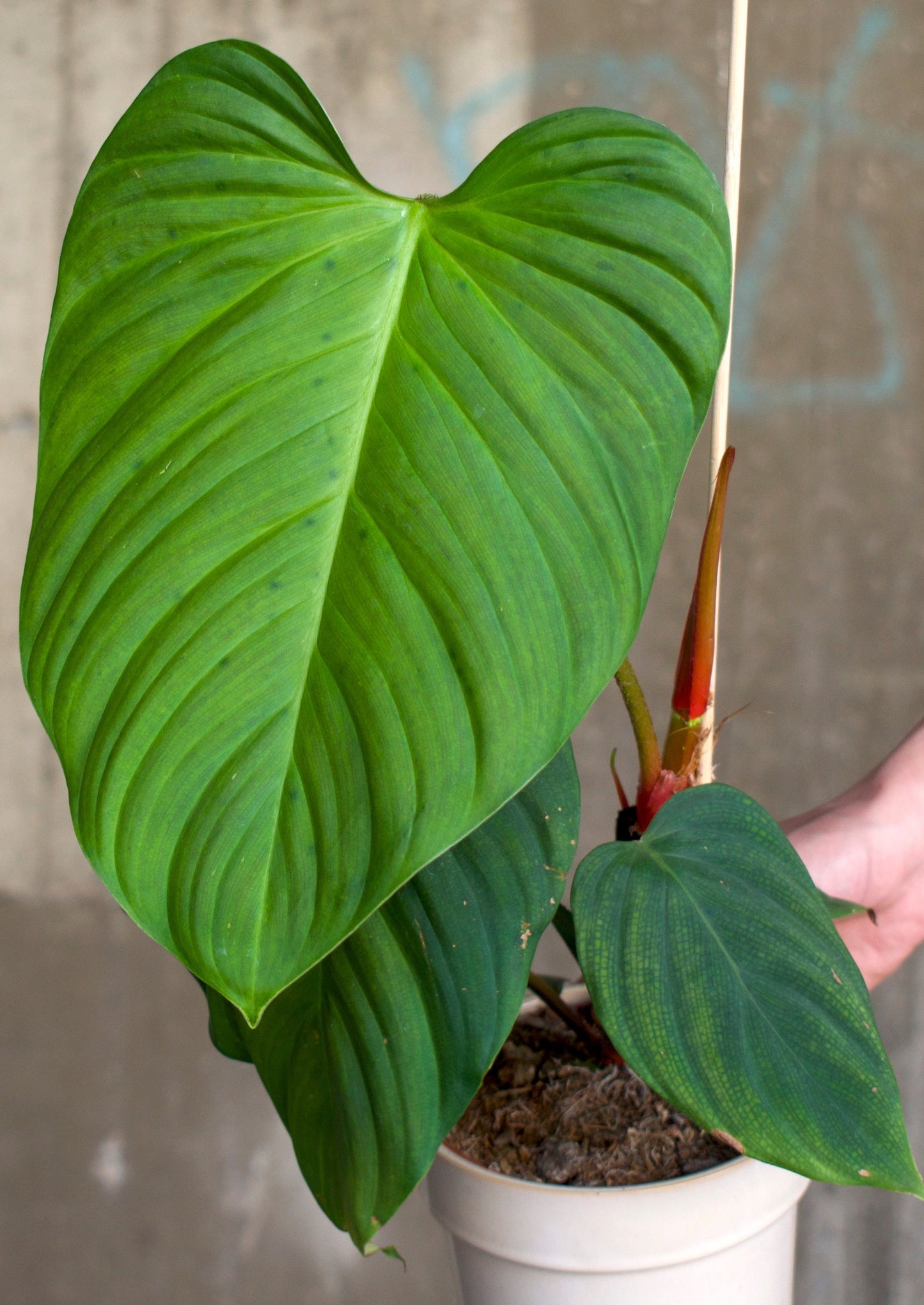 Philodendron nangaritense 'Fuzzy Petiole'