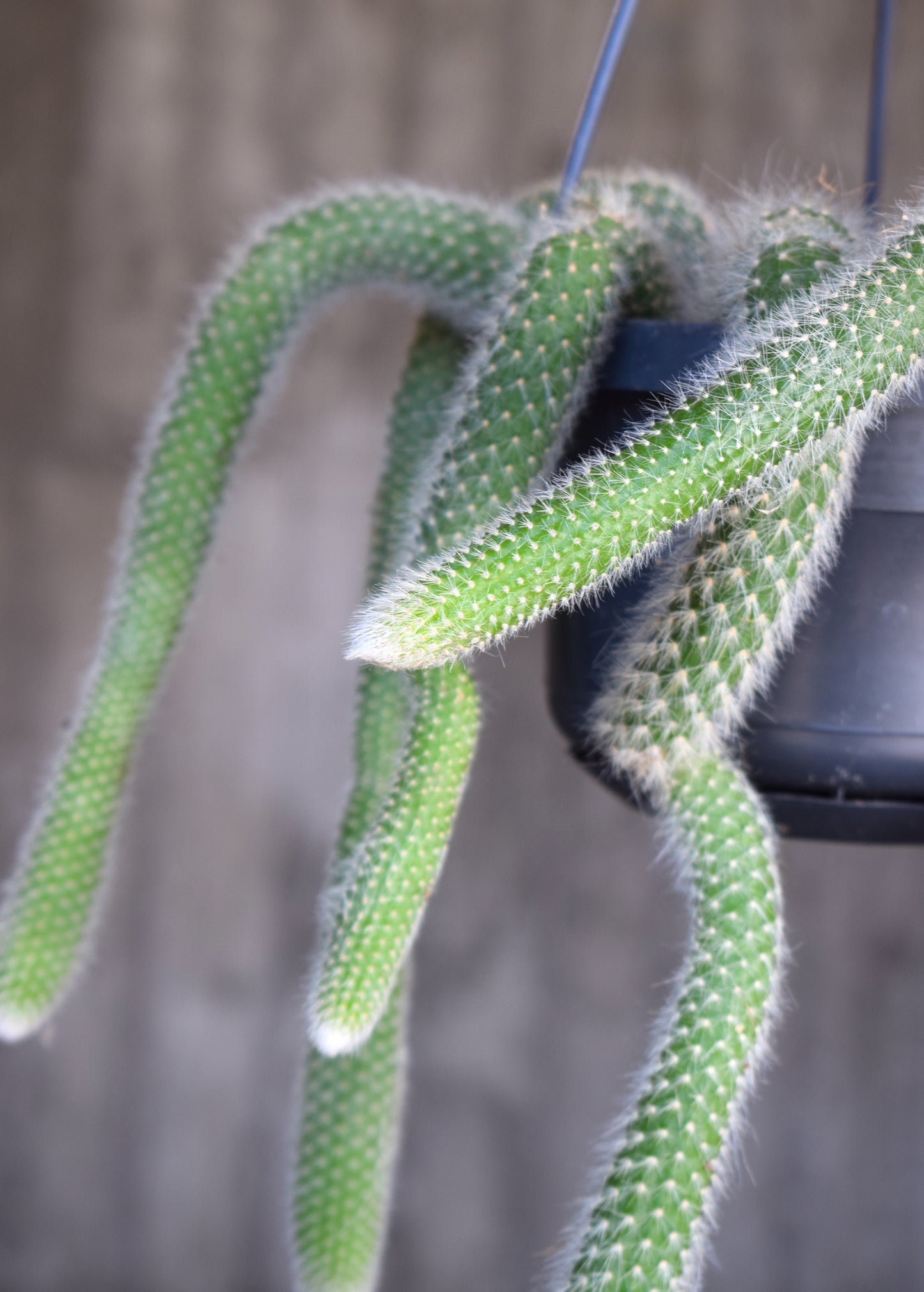 Hildewintera Colademononis - Monkey's Tail Cactus