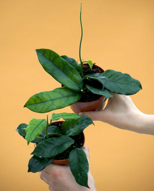 Hoya globulosa