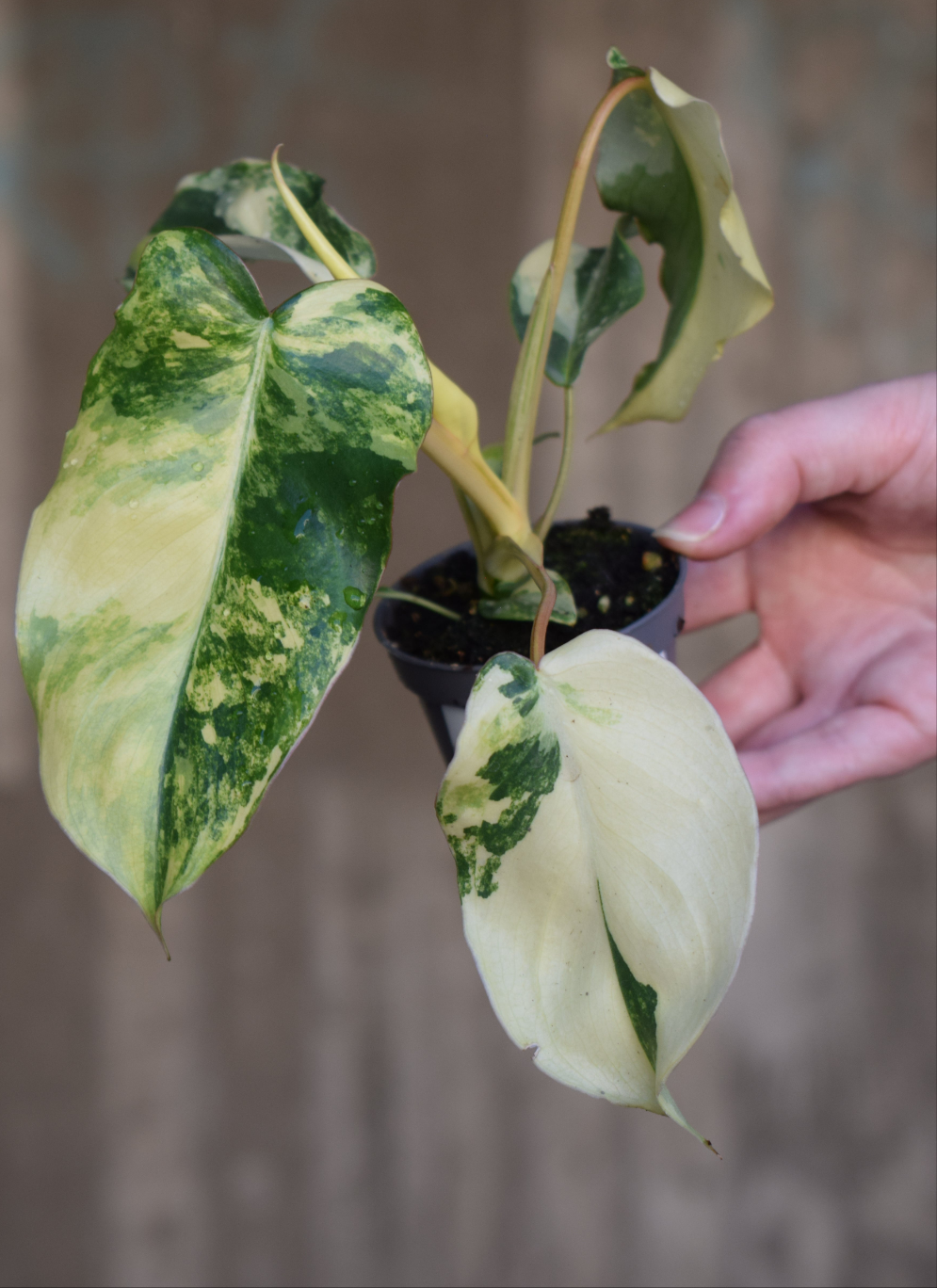 Philodendron burle-marxii albo variegata