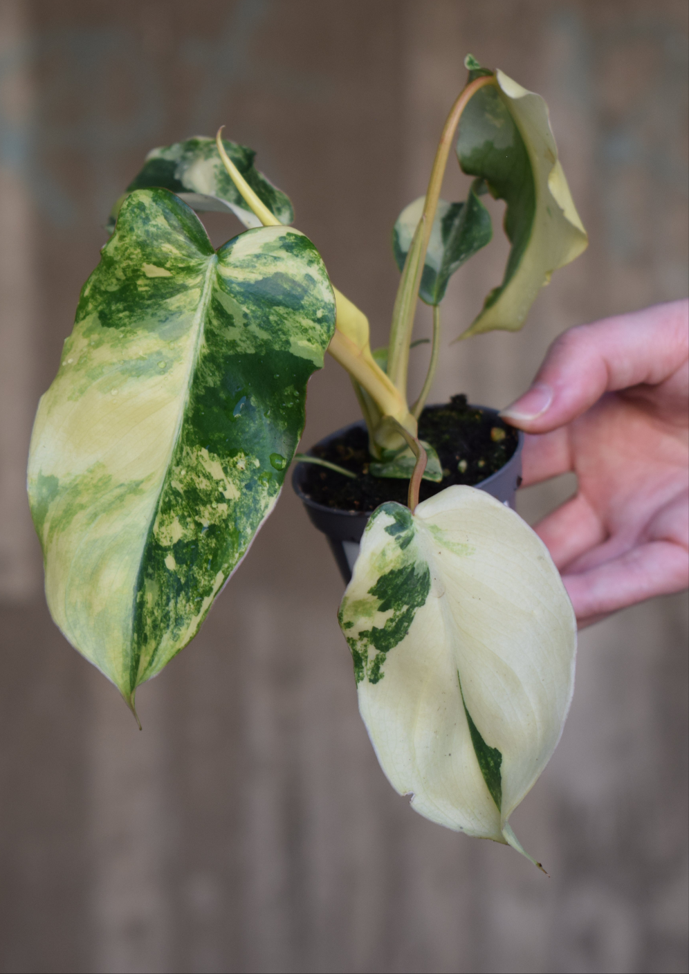 Philodendron burle-marxii albo variegata