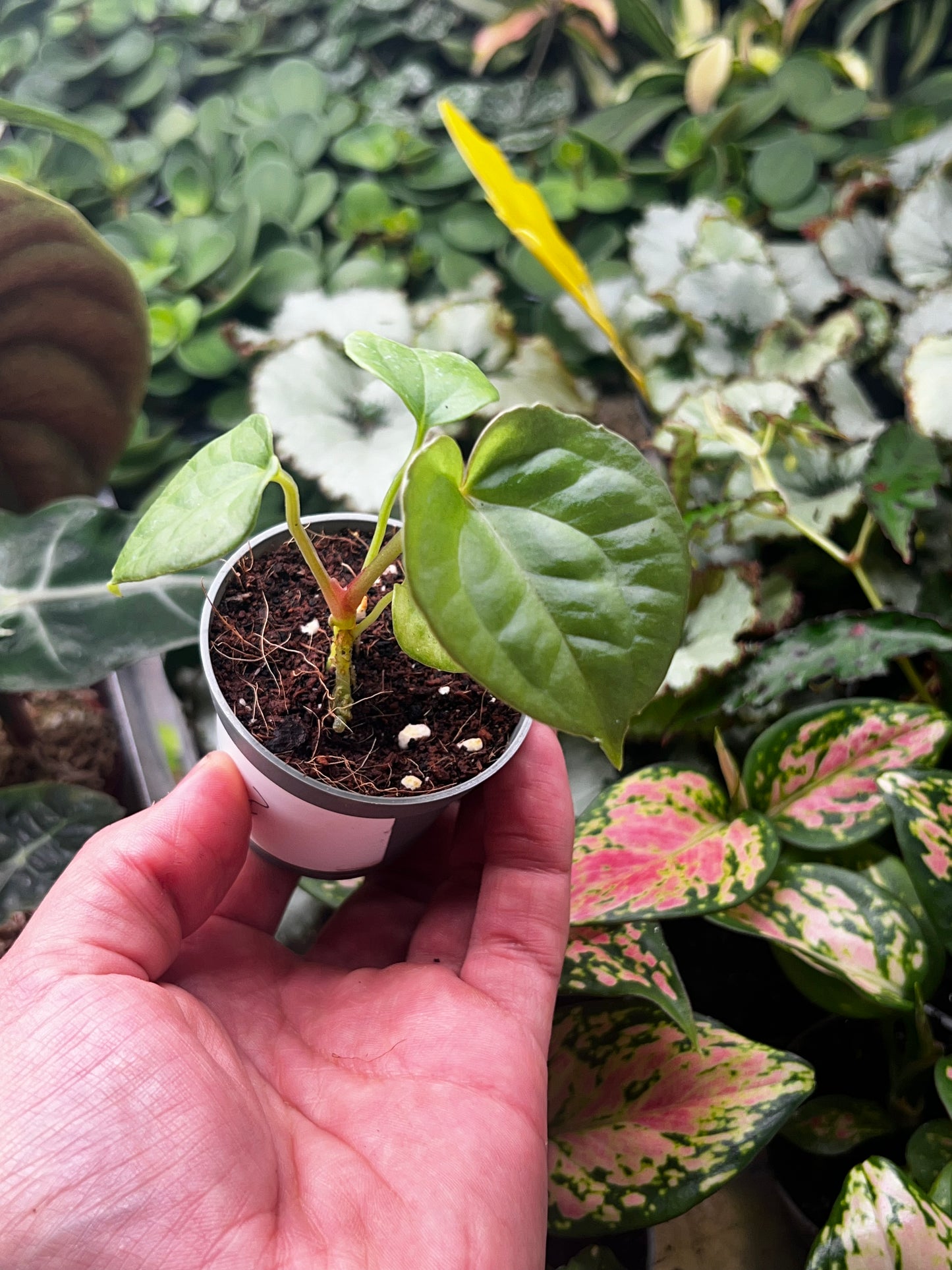 Anthurium Magnificum X Luxurians