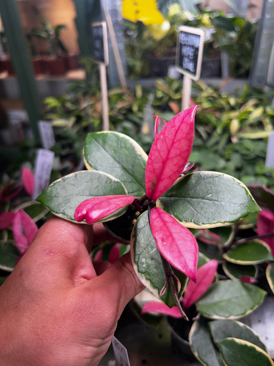 Hoya Carnosa 'Flamingo dream'