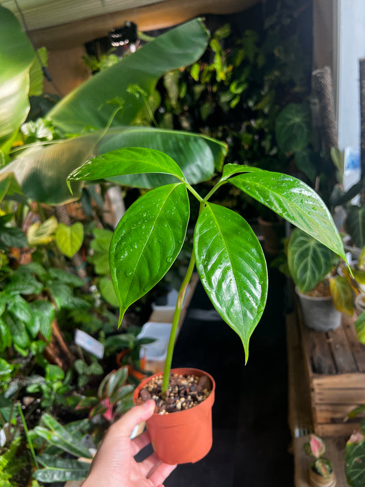 Amorphophallus Titanum