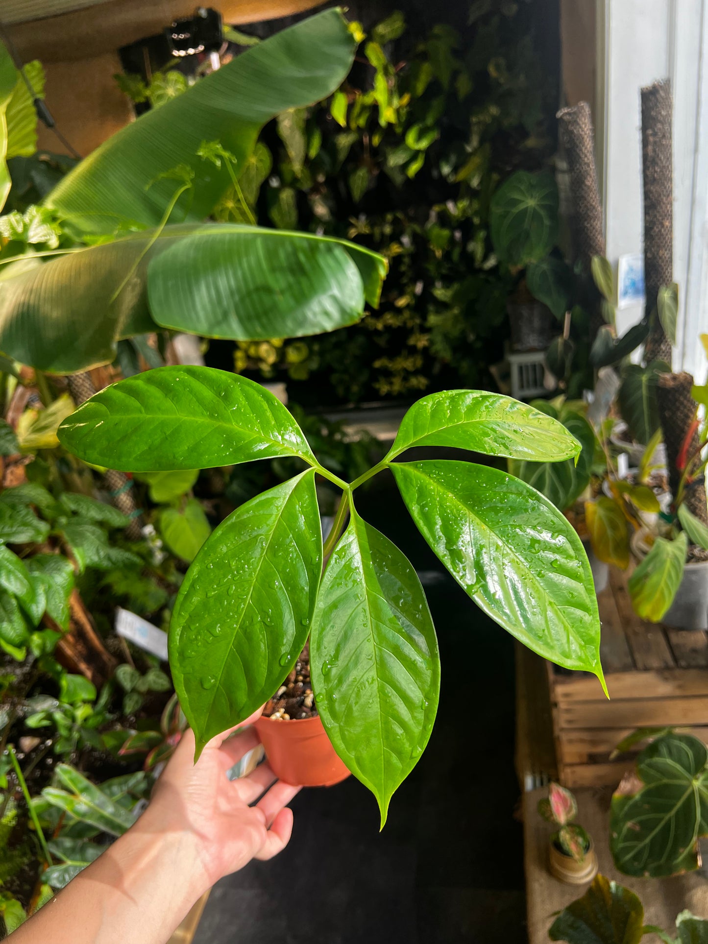 Amorphophallus Titanum