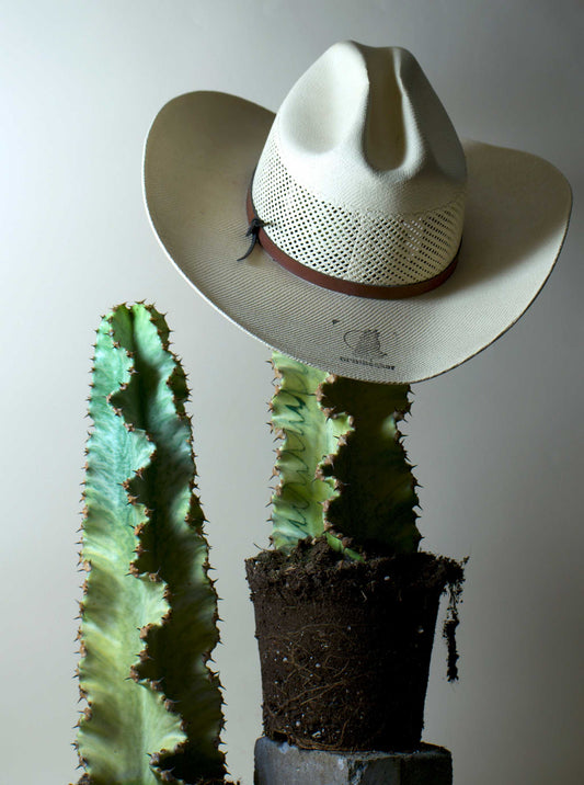 Euphorbia ingens 'Variegata' (Cactus euphorbia)