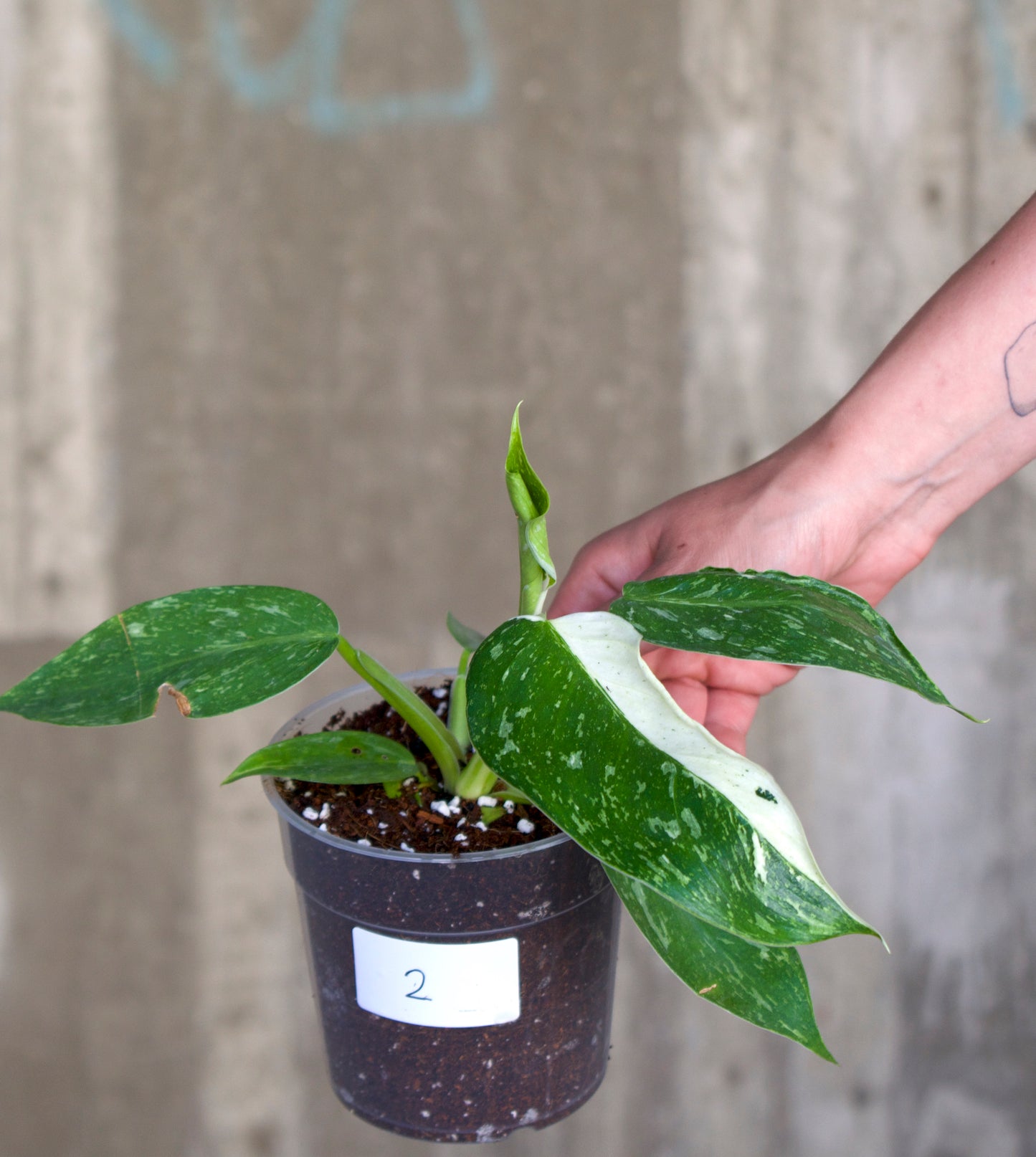 Philodendron 'Jose Buono'