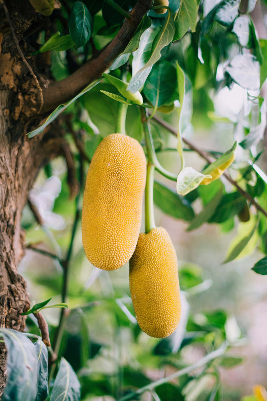 Jackfruit träd, ätbara frukter (Artocarpus heterophyllus)