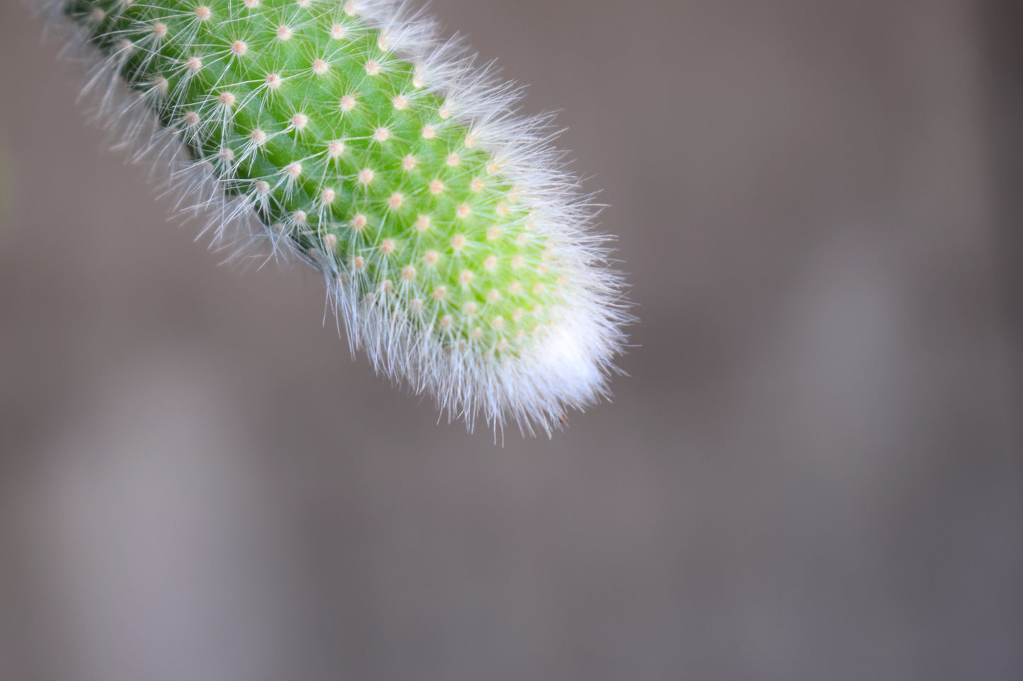 Hildewintera Colademononis - Monkey's Tail Cactus