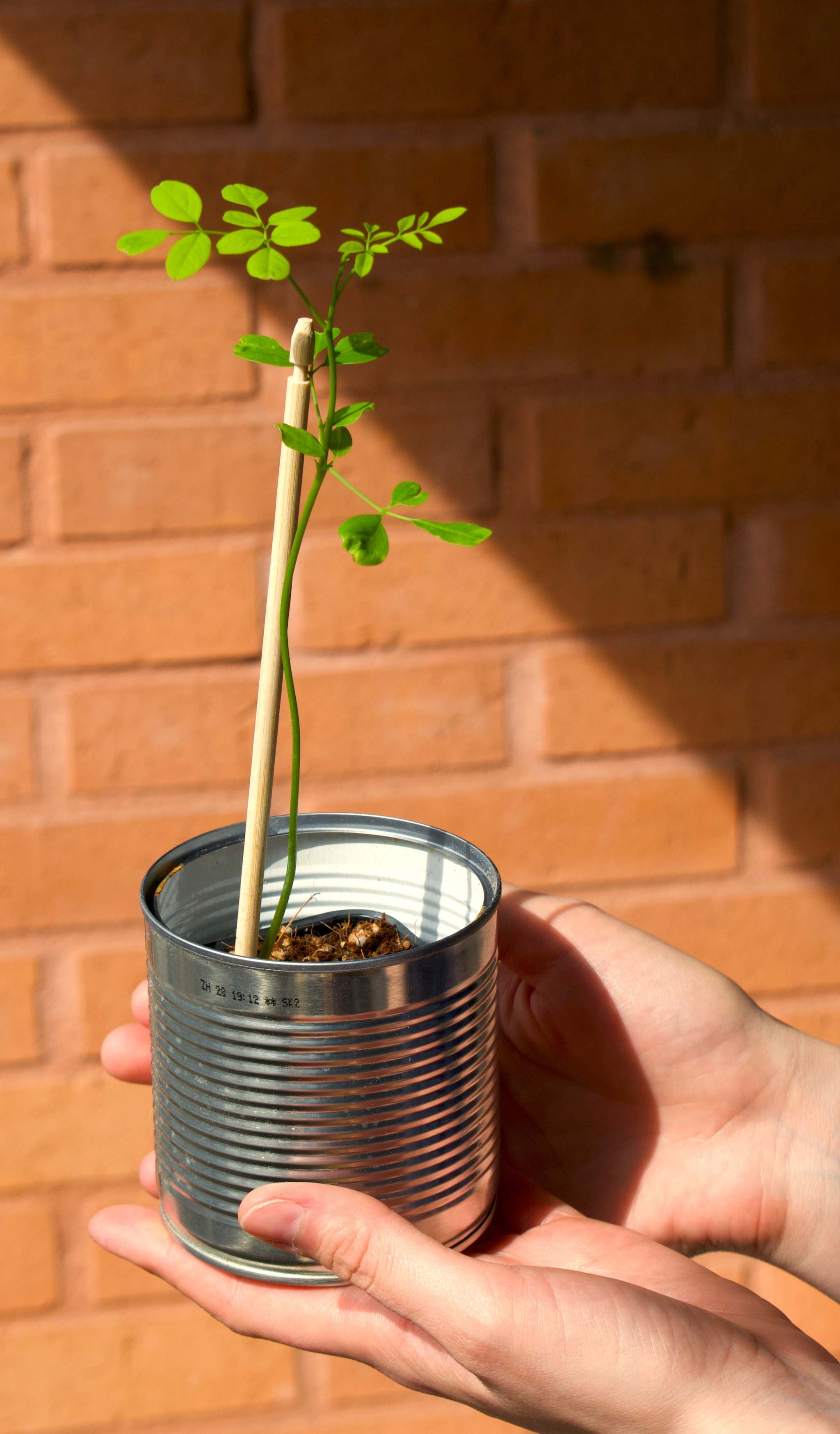 Moringa Oleifera orders Potted Plant