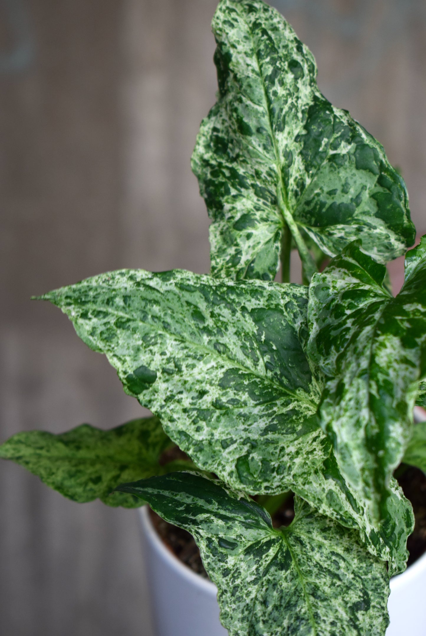 Syngonium Podophyllum 'Mottled'