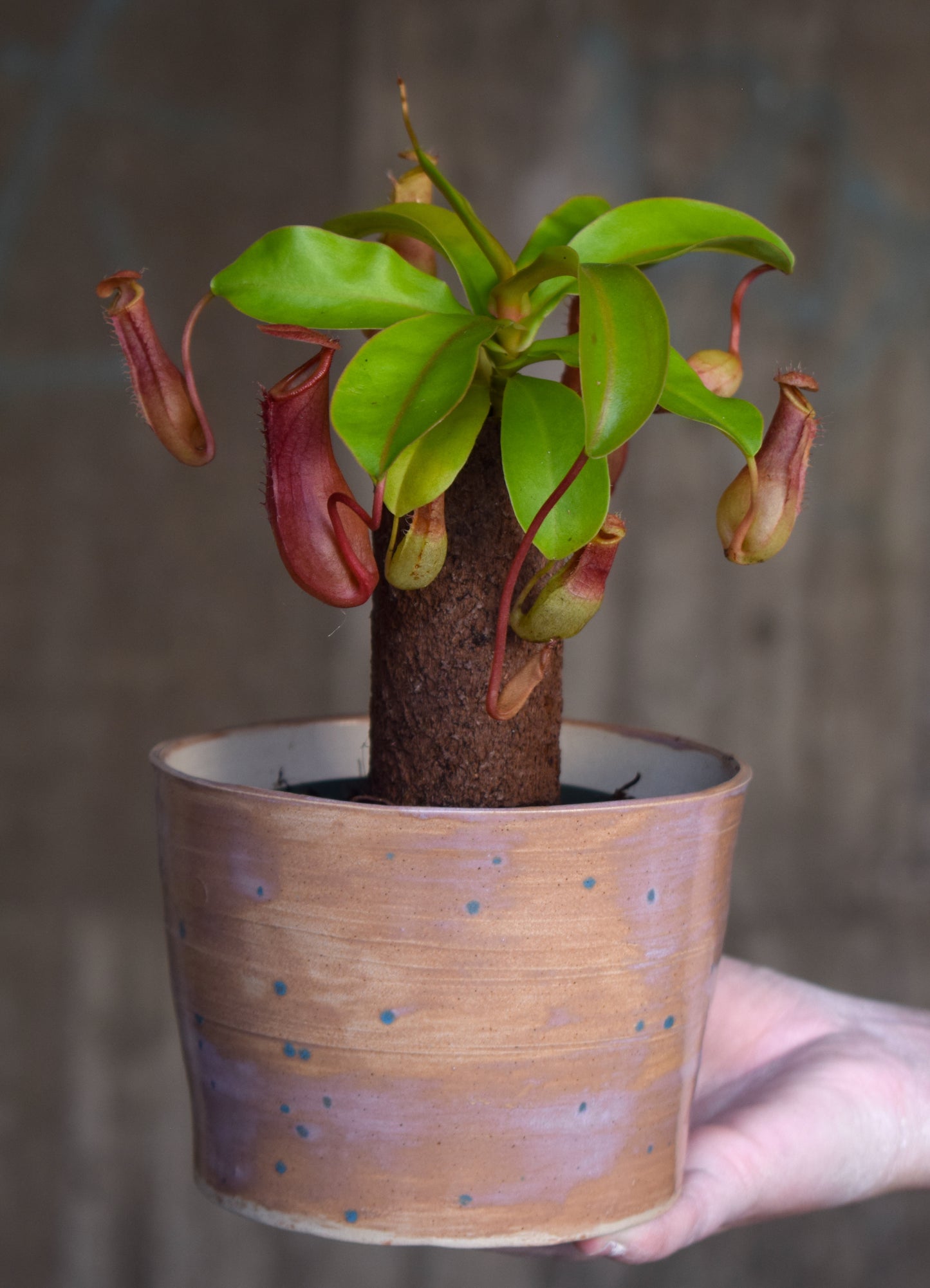 Nepenthes Alata