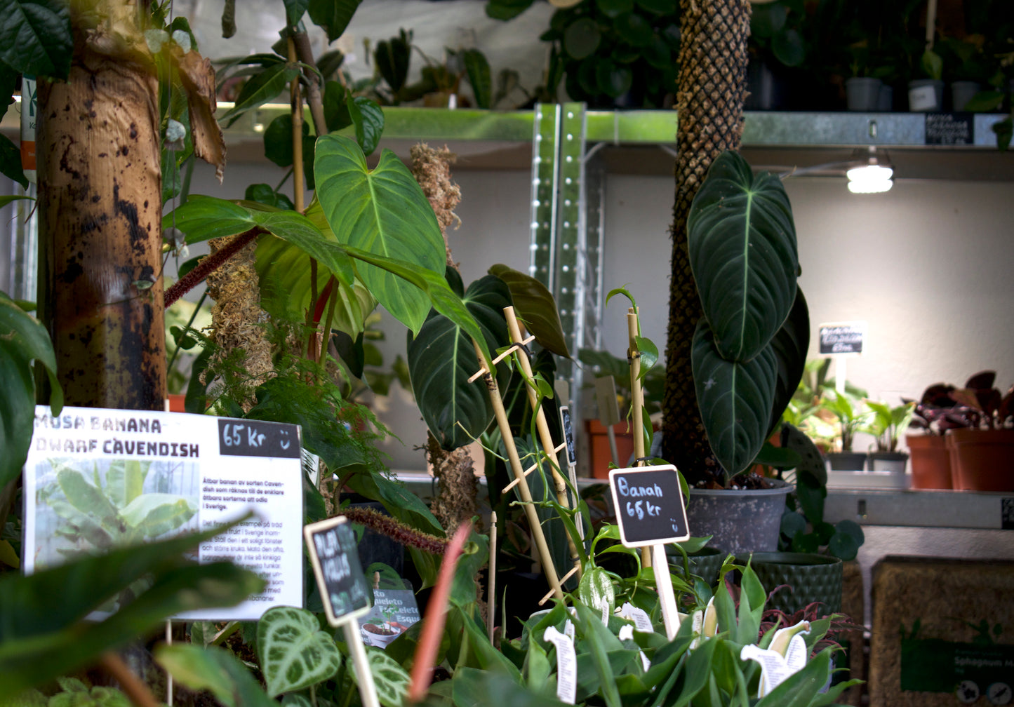 Philodendron Melanochrysum