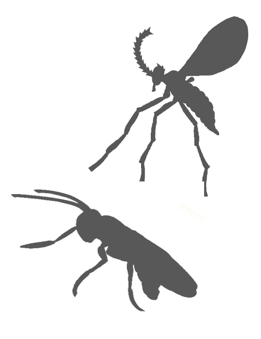 Aphidoletes aphidimyza & Aphidius colemani 