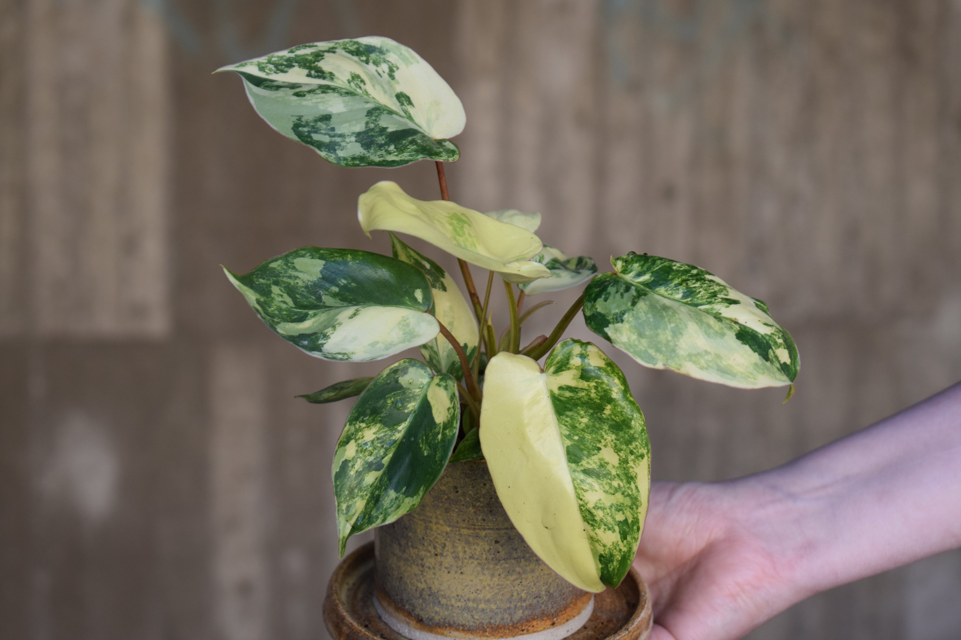 Philodendron burle marx variegata rare plant variegated