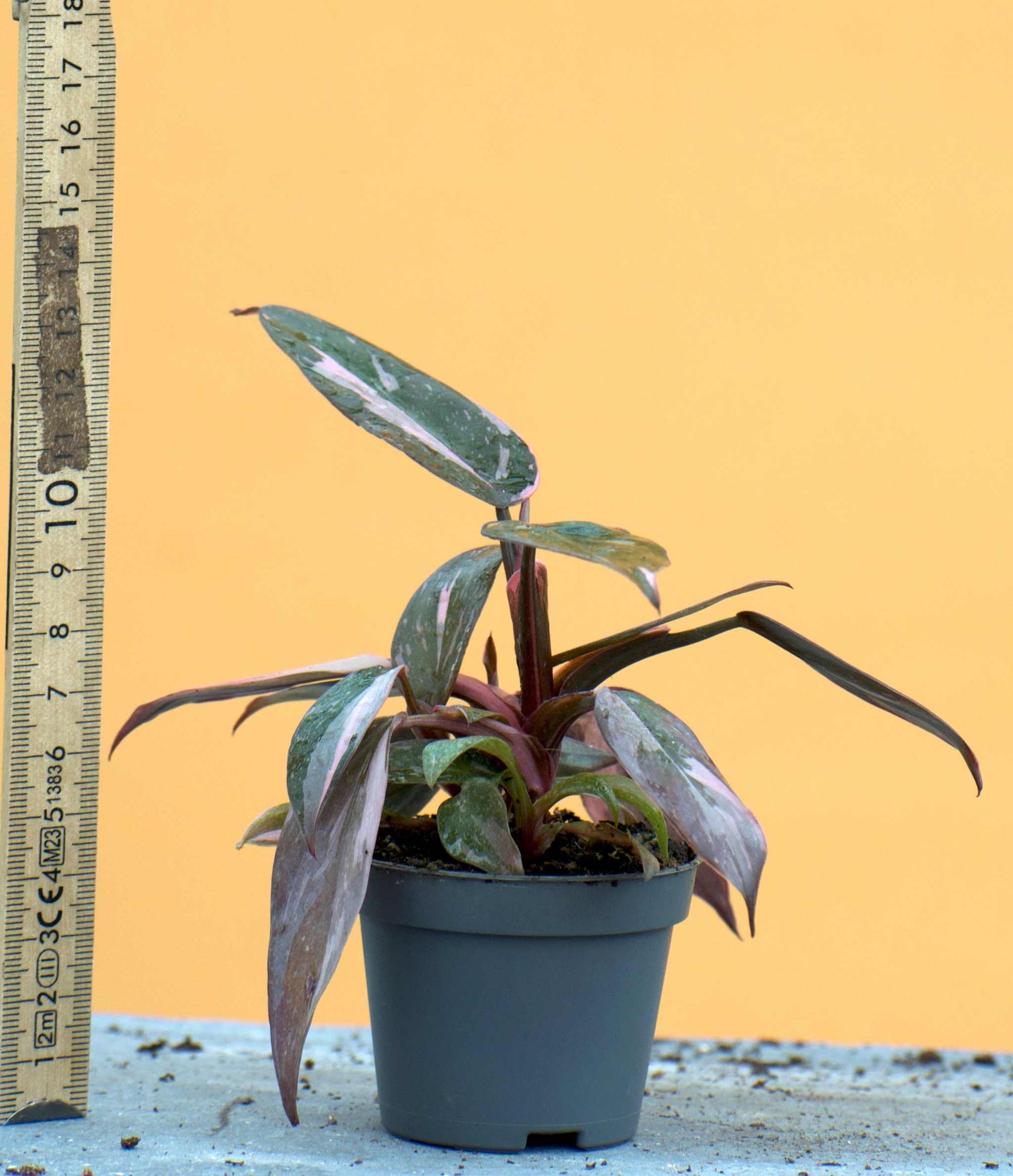 Philodendron 'Pink Princess Marble'
