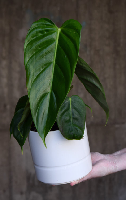 Philodendron Esmeraldense