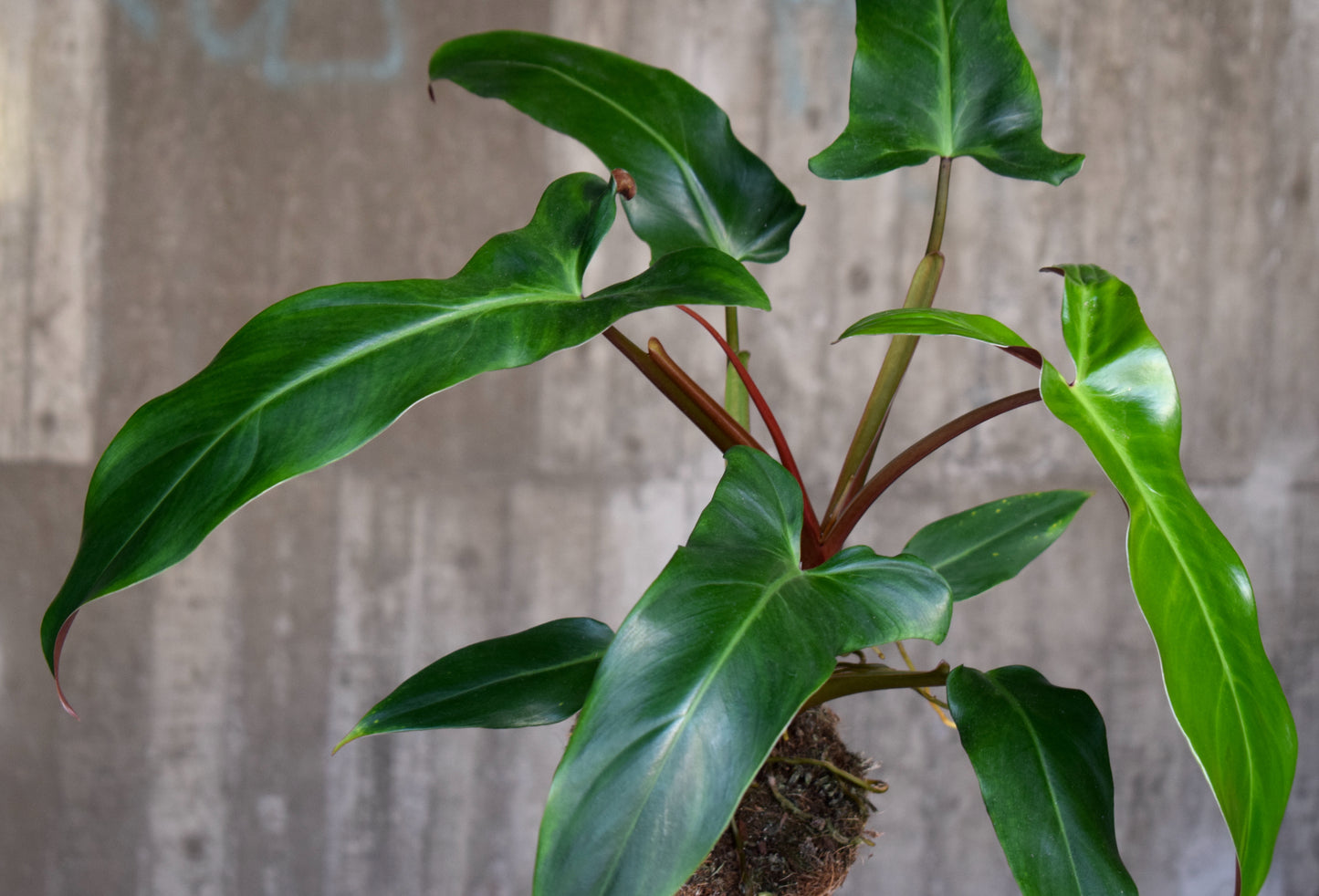 Philodendron Mexicanum