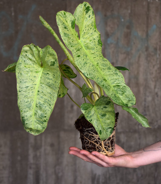 Philodendron Paraiso Verde