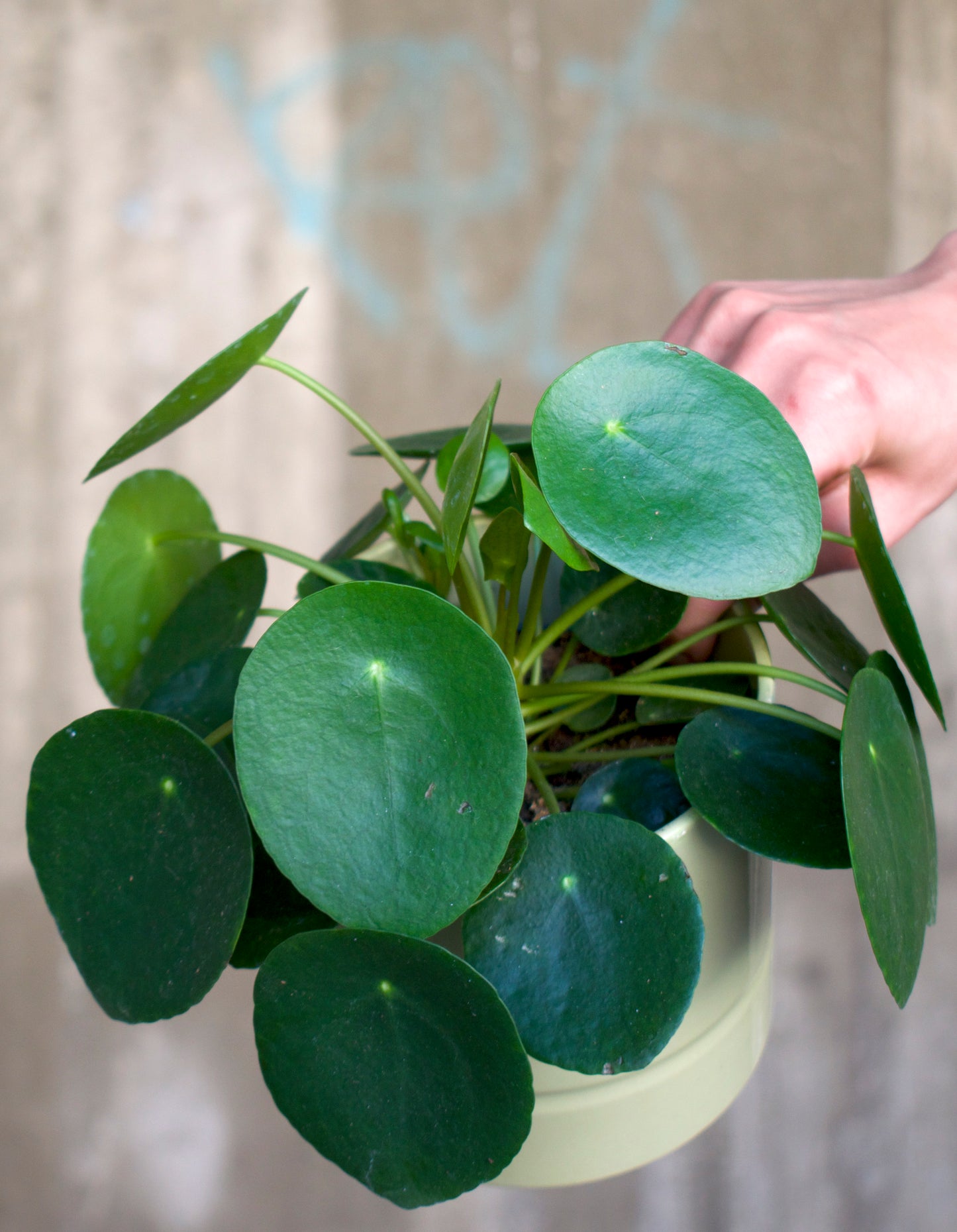 Pilea peperomioides