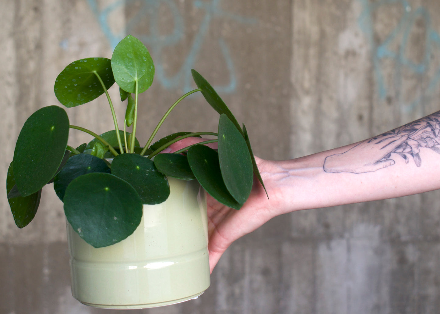 Pilea peperomioides