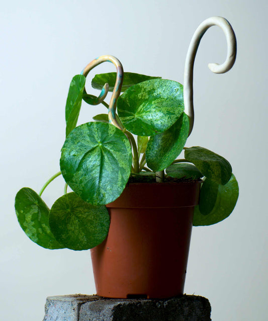 Pilea peperomioides 'Mojito'