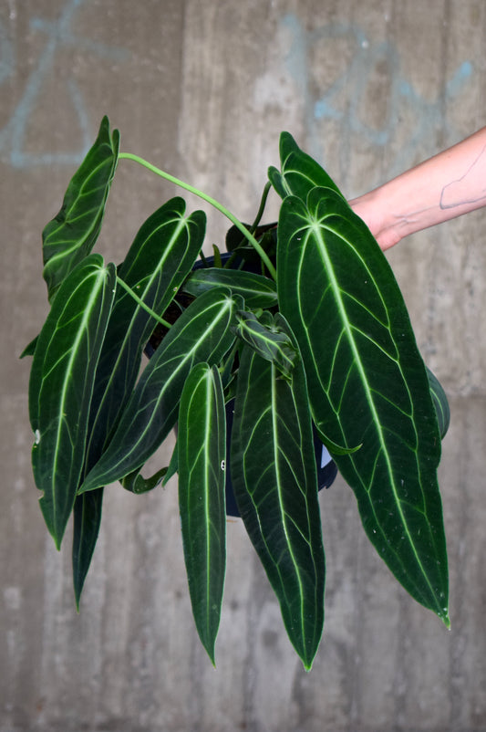 Anthurium Warocqueanum