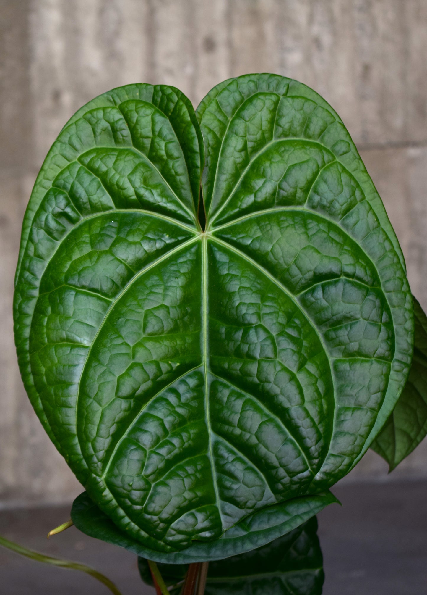 Anthurium Magnificum X Luxurians