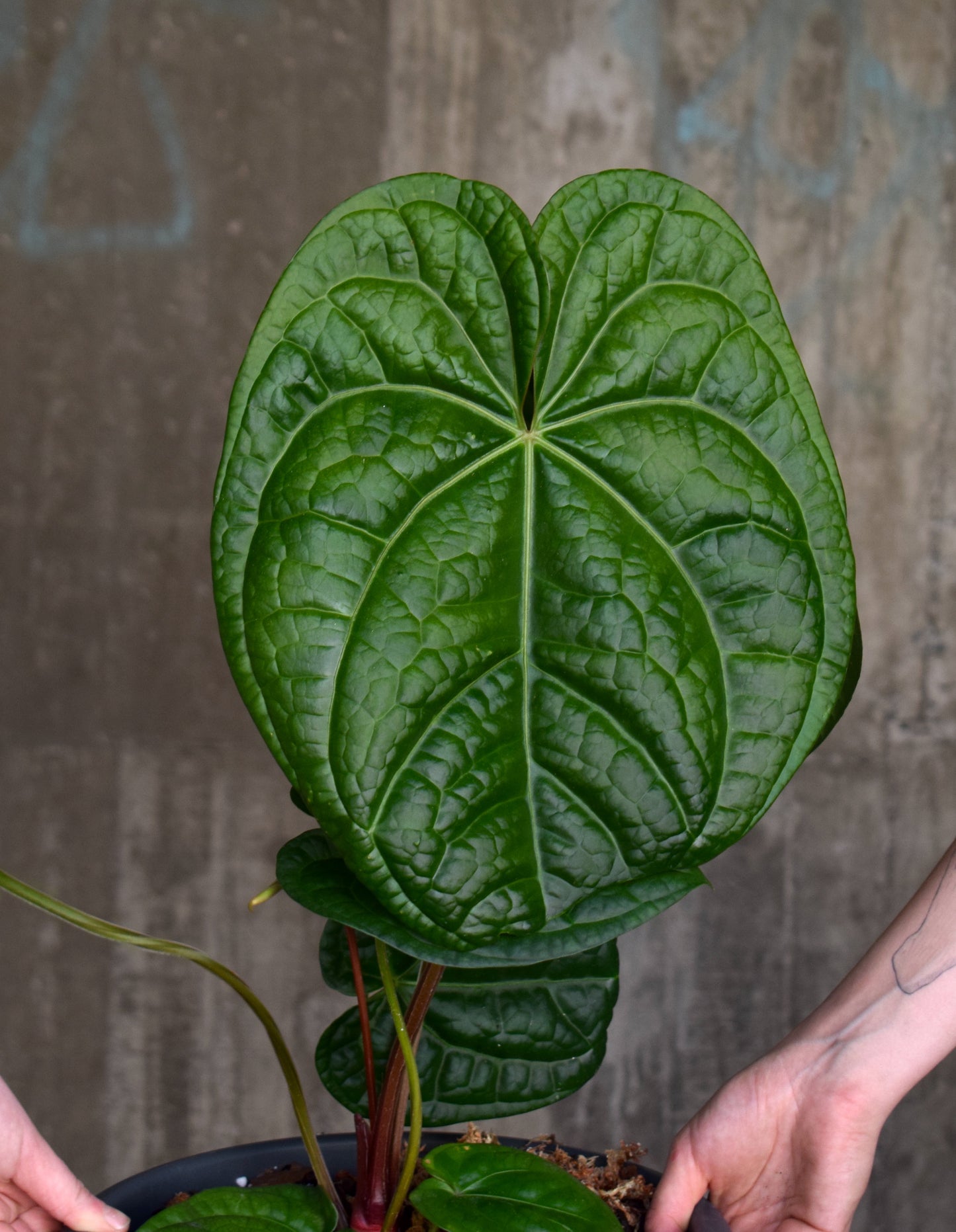 Anthurium Magnificum X Luxurians