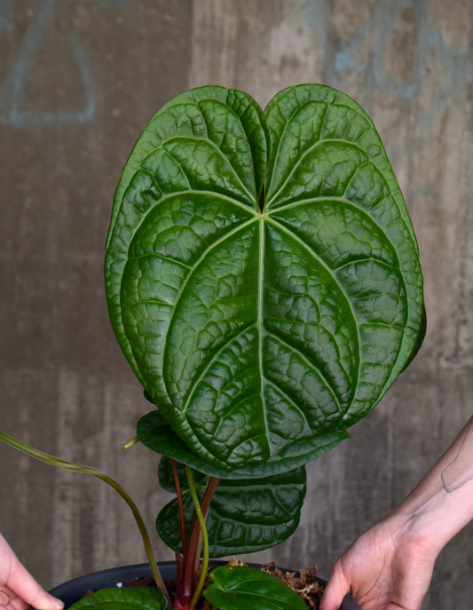 Anthurium Magnificum X Luxurians