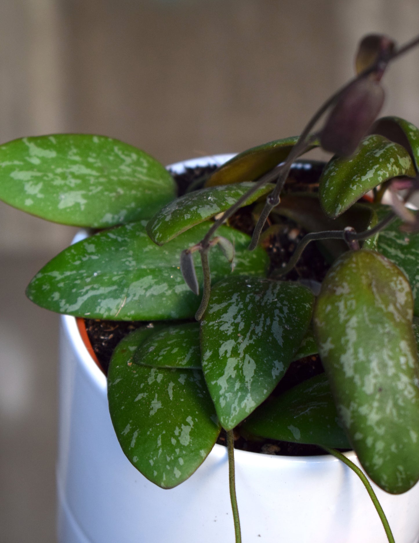 Hoya Sp. Aff Sigillatis