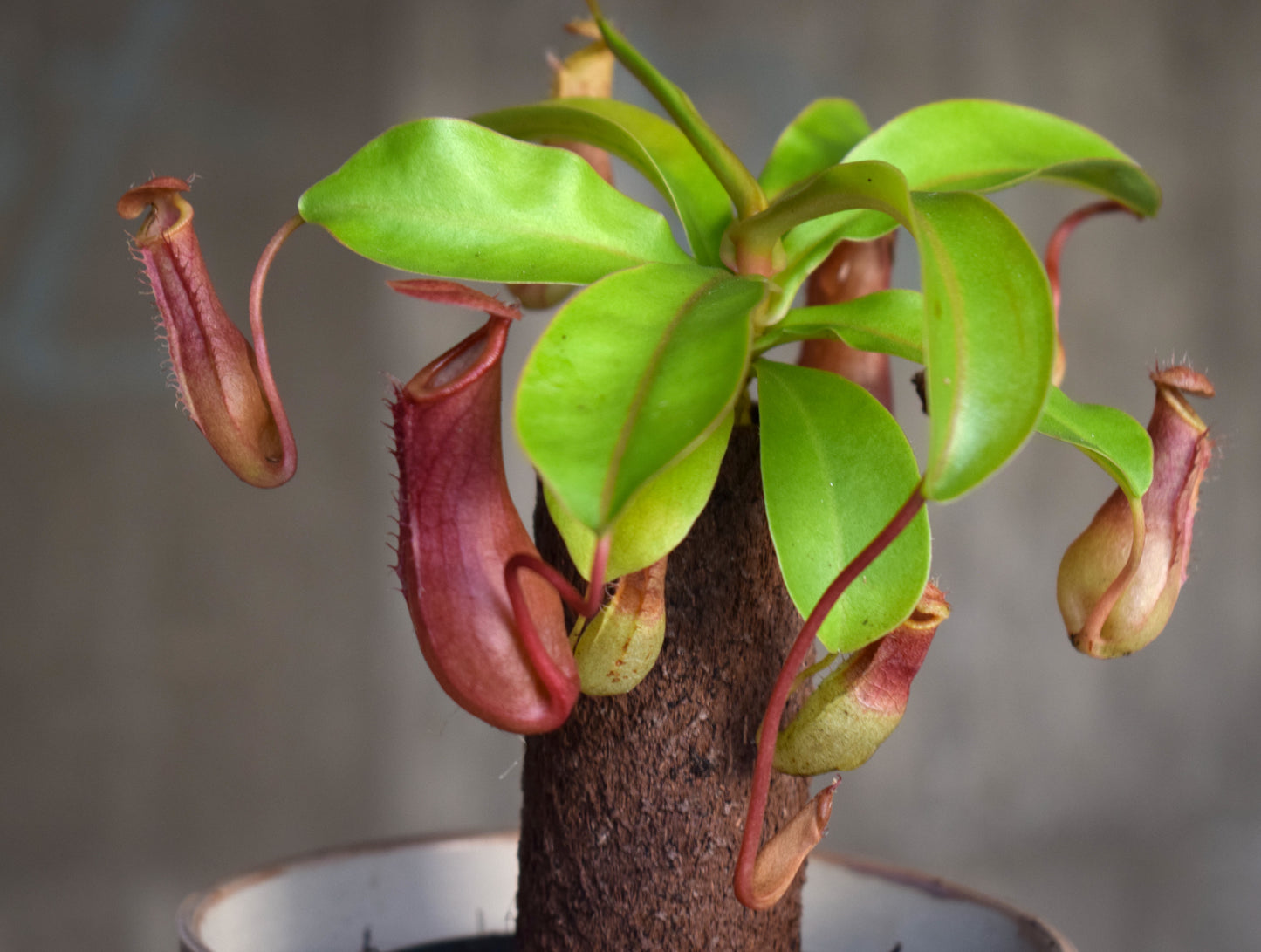 Nepenthes Alata