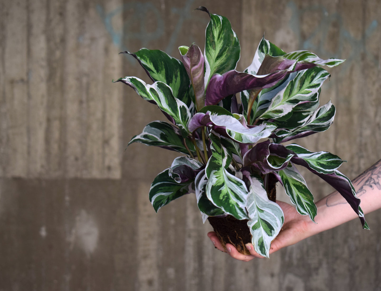 Calathea 'White Fusion' 