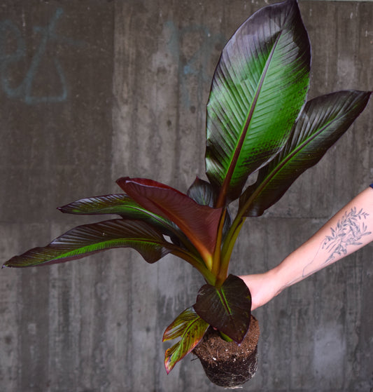 Ensete ventricosum 'Maurelii' - Red Banana