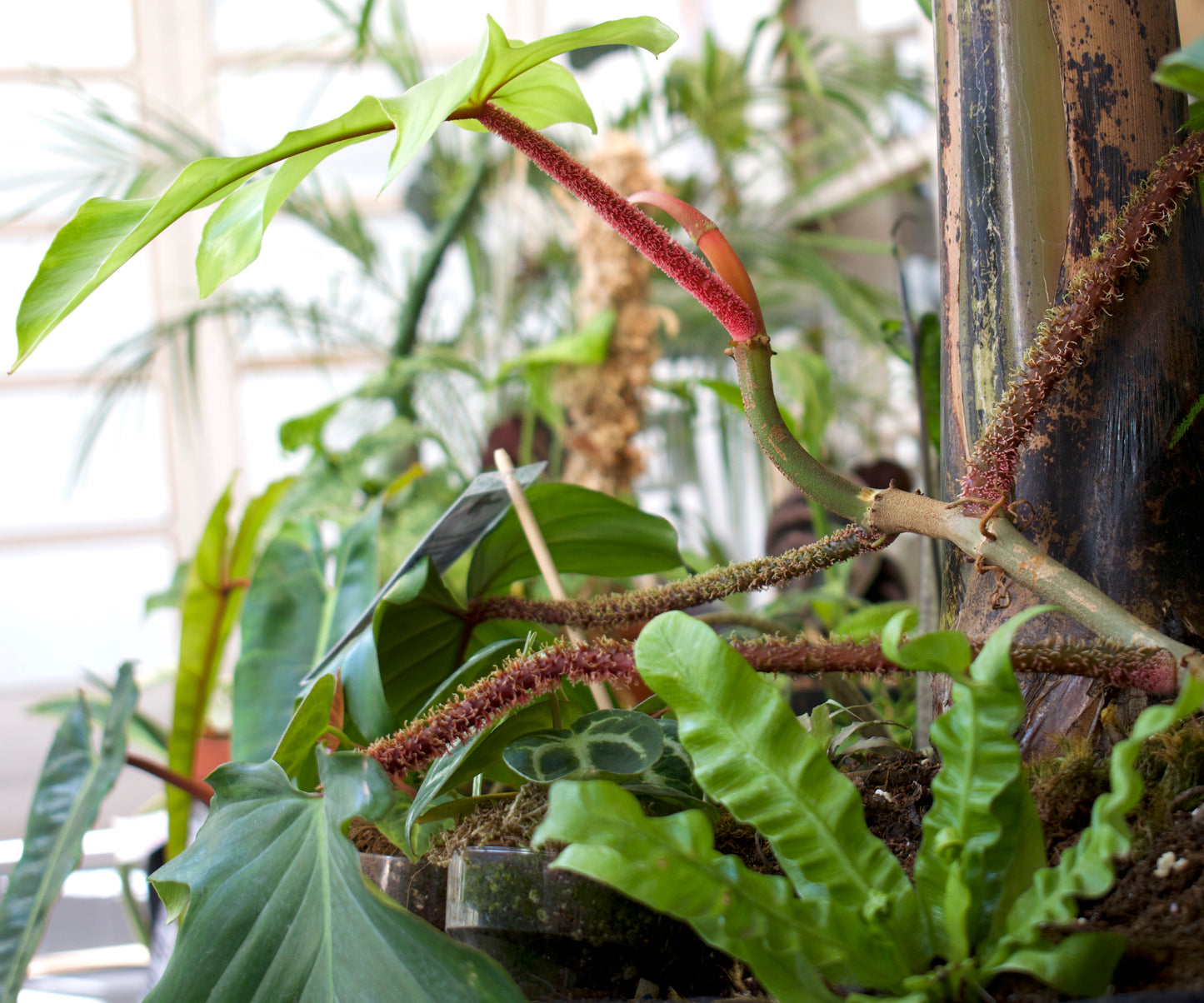 Asplenium nidus 'Crispy Wave'