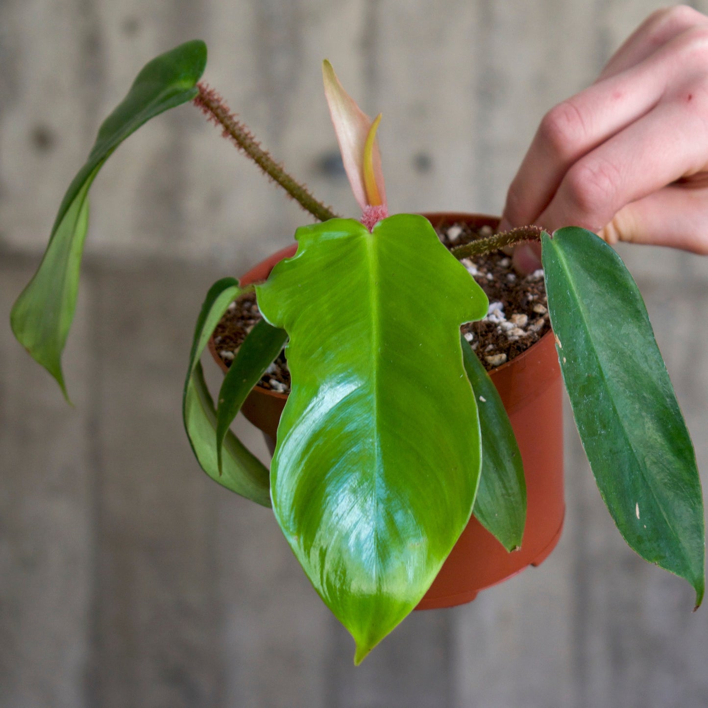 Philodendron Squamiferum