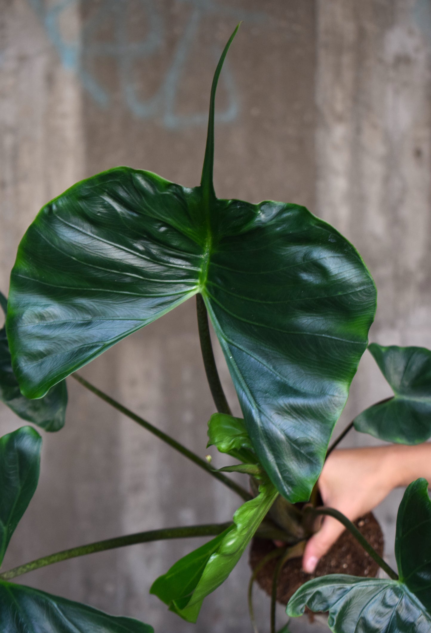 Alocasia Macrorrhiza 'Stingray'