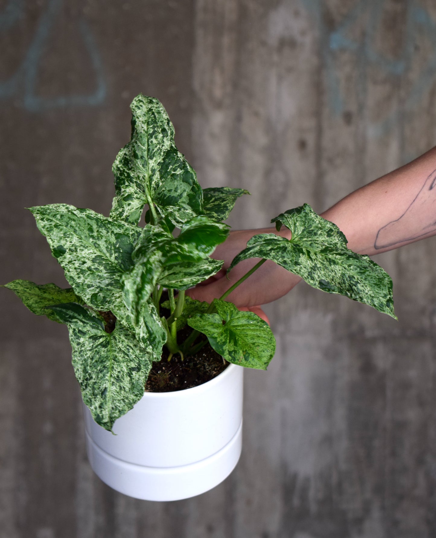 Syngonium 'Gefleckt'