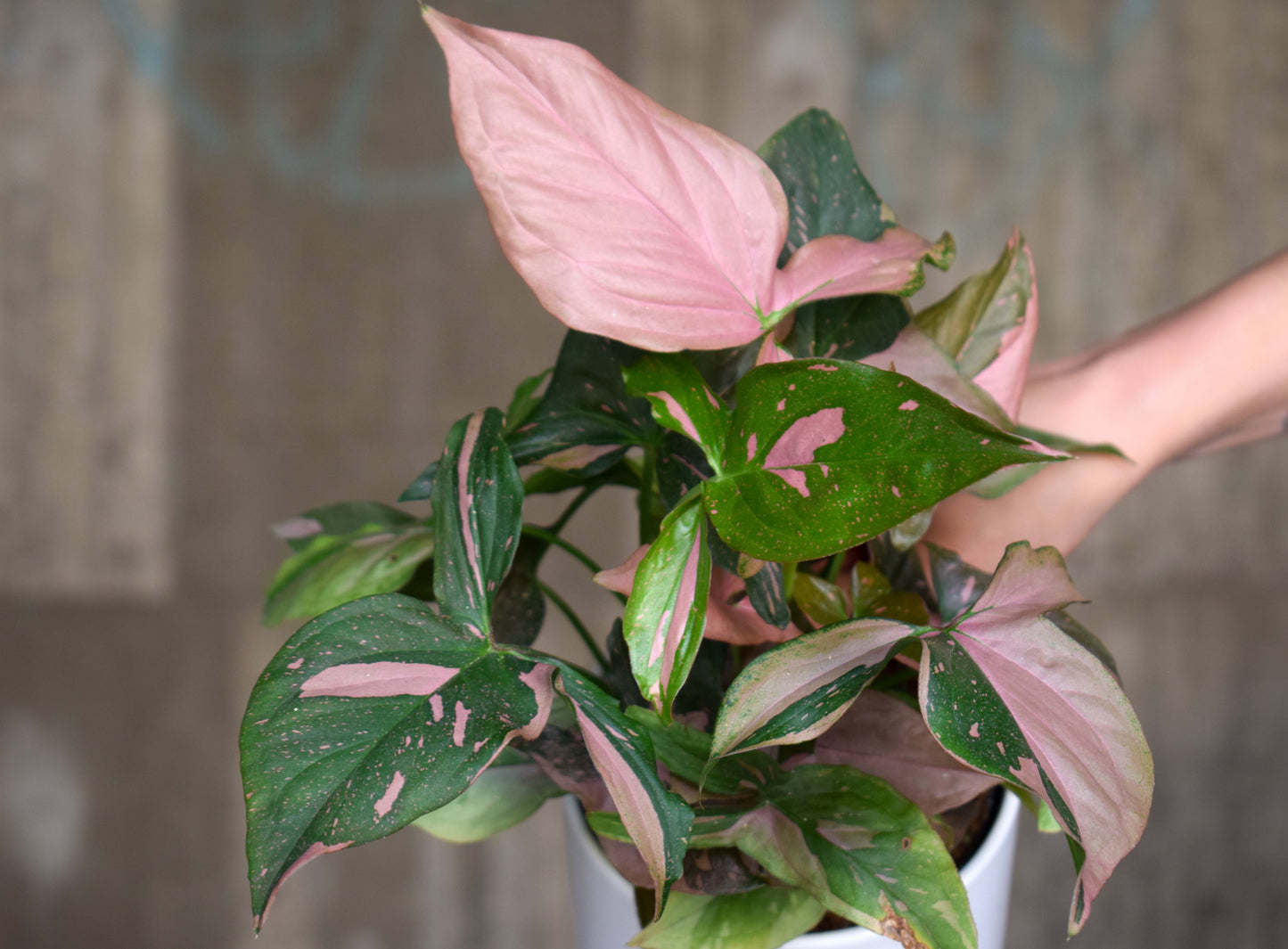 Syngonium 'Pink Splash'