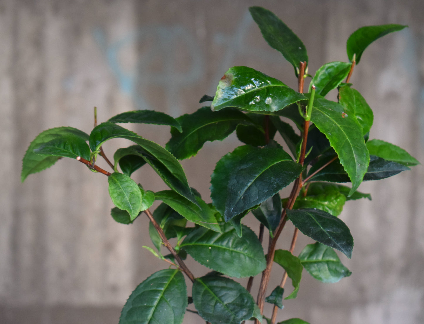 Tea Plant 'Camellia siensis'