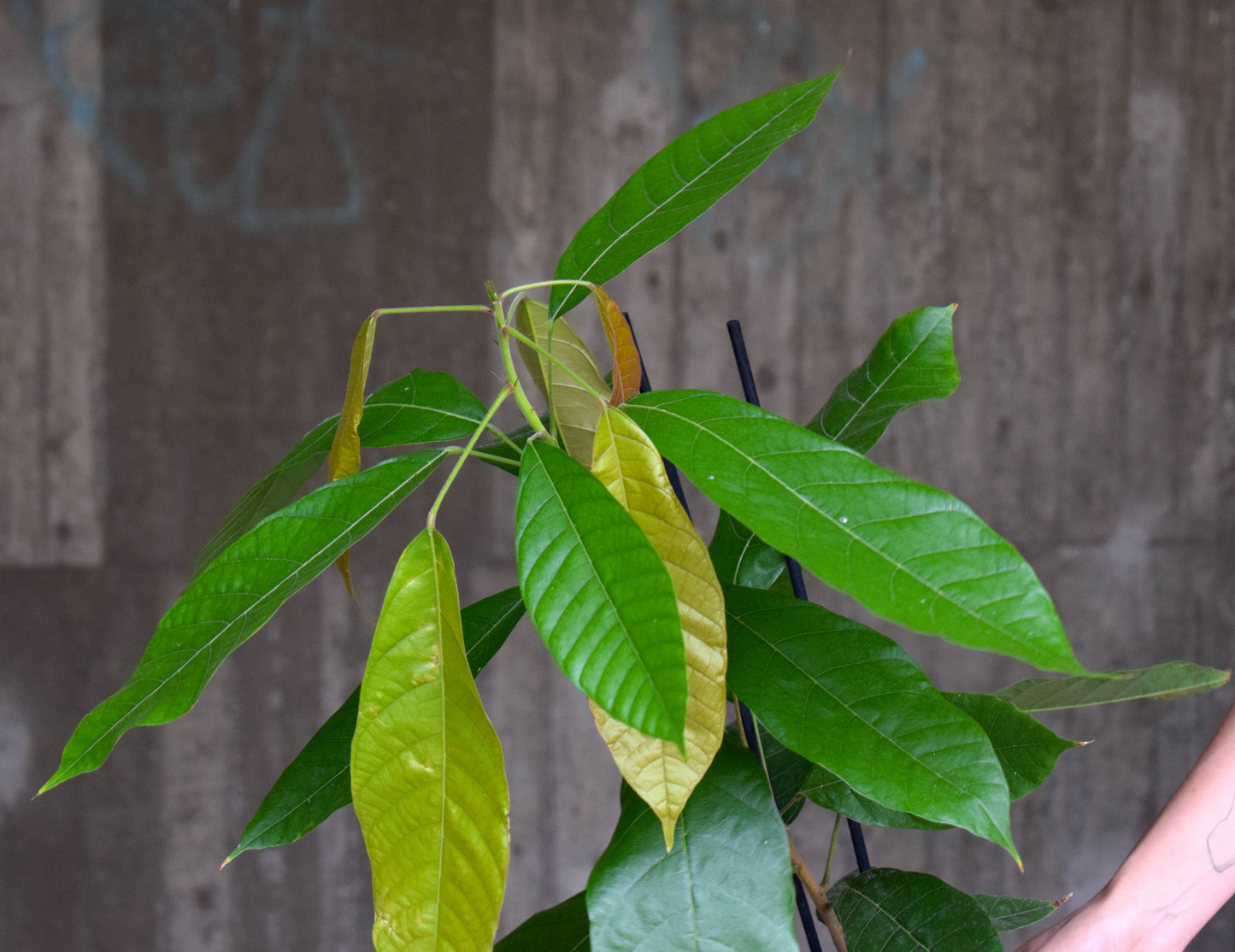 Cacao tree, 'Theobroma cacao'