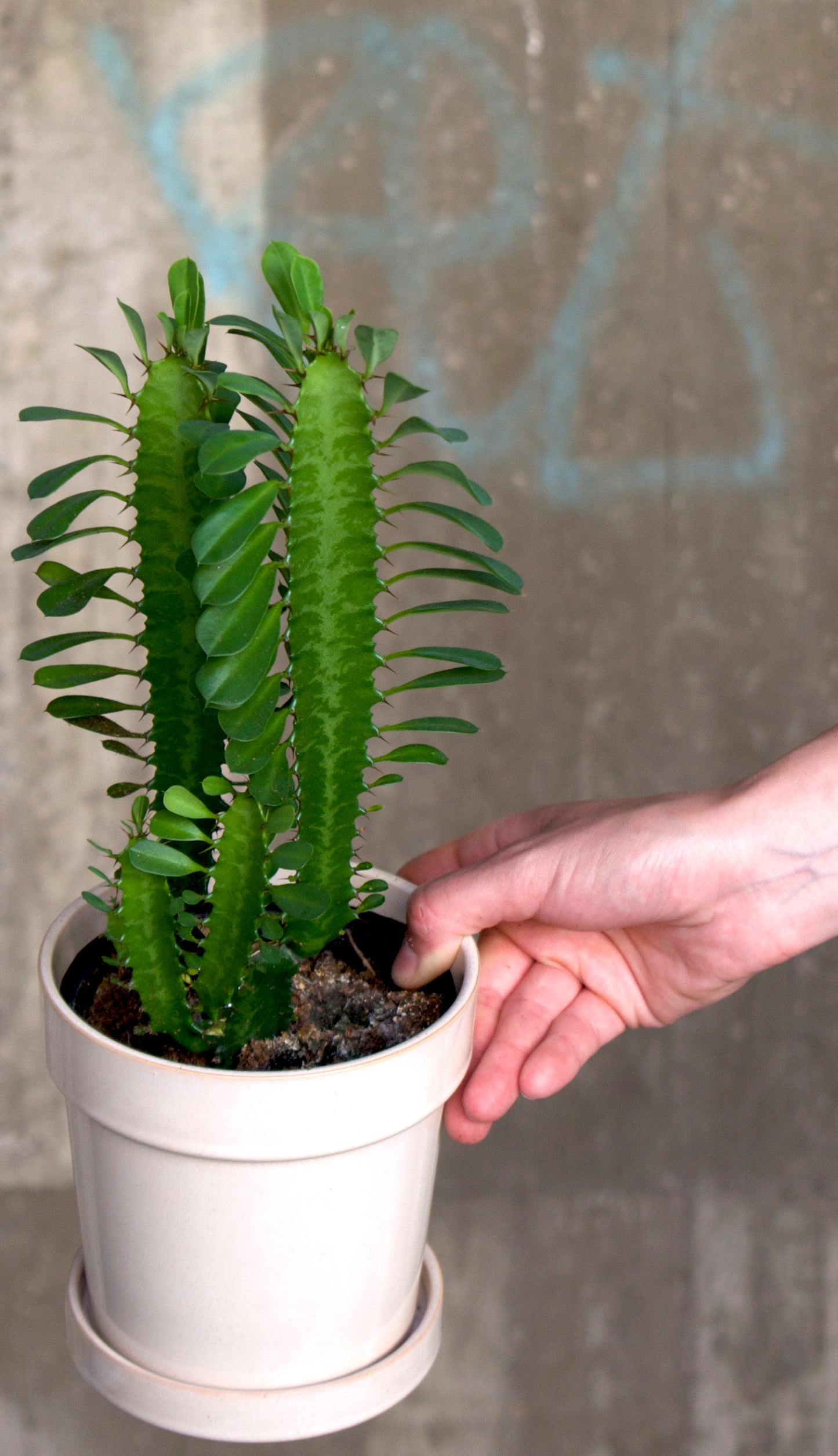 Euphorbia trigona 