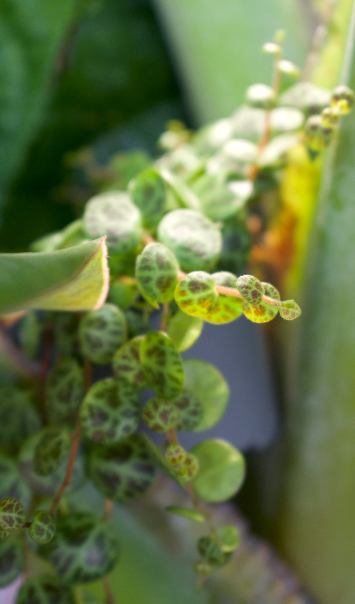 Schildkrötenreihe „Peperomia prostrata“