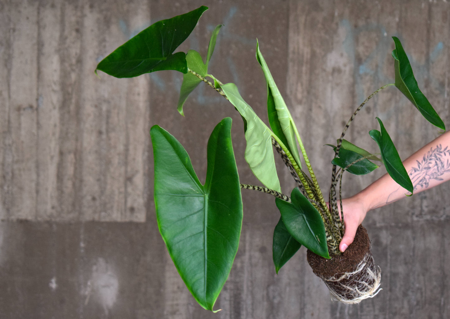 Alocasia Zebrina