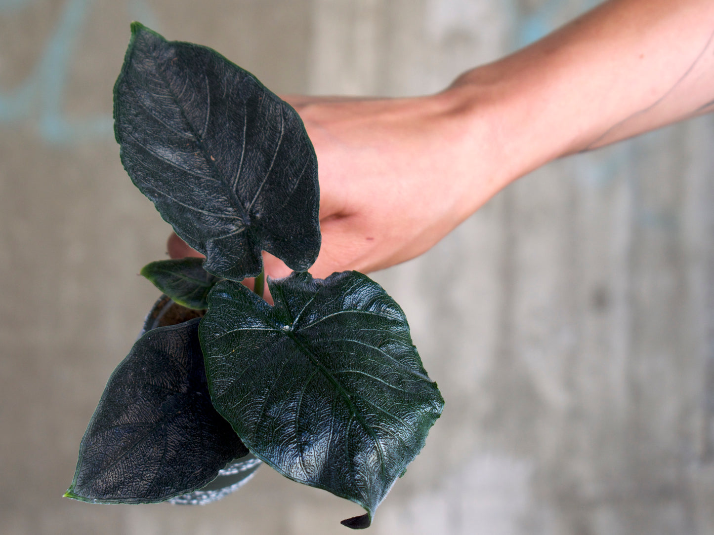 Alocasia chienlii 'Antoro Velvet'